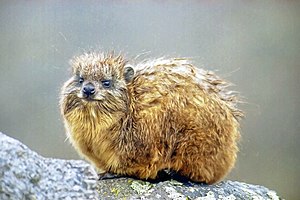 Hyrax