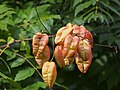 Thumbnail for File:Koelreuteria paniculata Roztrzeplin wiechowaty 2021-10-02 02.jpg