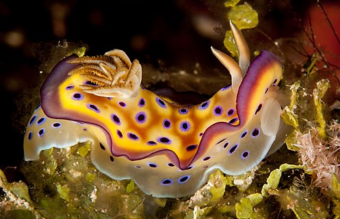 Kuni's chromodoris