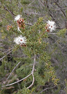 Kunzea ambigua