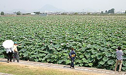 Huge lotus pond bloom in summer at Karasuma Peninsula in Kusatsu.