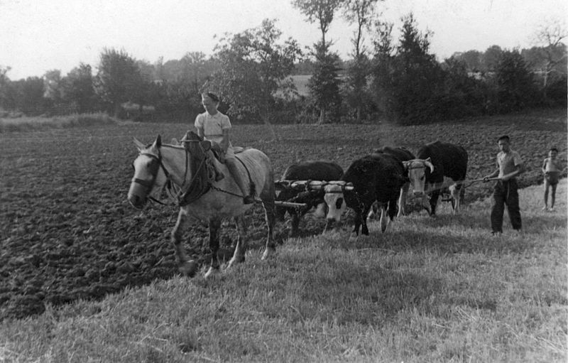 File:Labours à La Chapelle-Saint-Laud en 1944.jpg