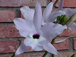 Kirjoleelia (Laelia rubescens)