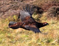 Škotinės žvyrės skrydis