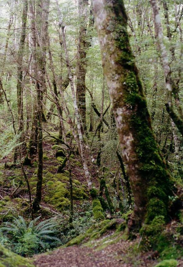 New Zealand's bush is variable in appearance, but generally the term connotes densely forested areas, like this one around Lake Gunn in Fiordland.