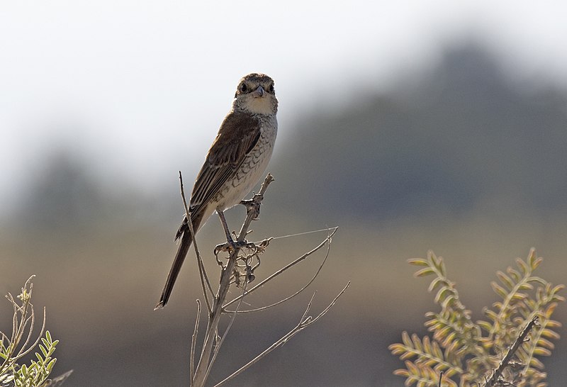 File:Lanius collurio, Malatya 2018-09-27 10.jpg