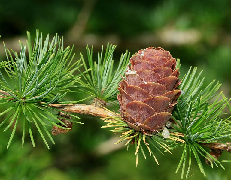 File:Larch cone - Flickr - S. Rae.jpg