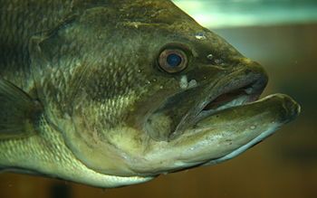 English: Largemouth bass (Micropterus salmoide...