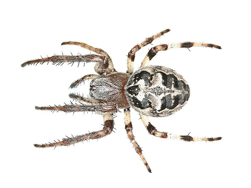 File:Larinioides cornutus (Araneidae) - (female imago), Arnhem, the Netherlands.jpg