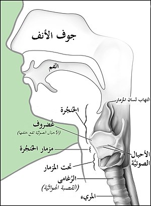 Larynx and nearby structures-ar.jpg