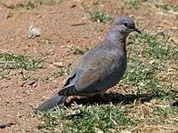 Dove, Laughing Streptopelia senegalensis