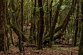 * Nomination Laurel forest, Garajonay National Park, Valle Gran Rey, La Gomera --Llez 05:02, 12 May 2024 (UTC) * Refusée Sharpness is too low, too much noise. --Красный 03:10, 19 May 2024 (UTC)