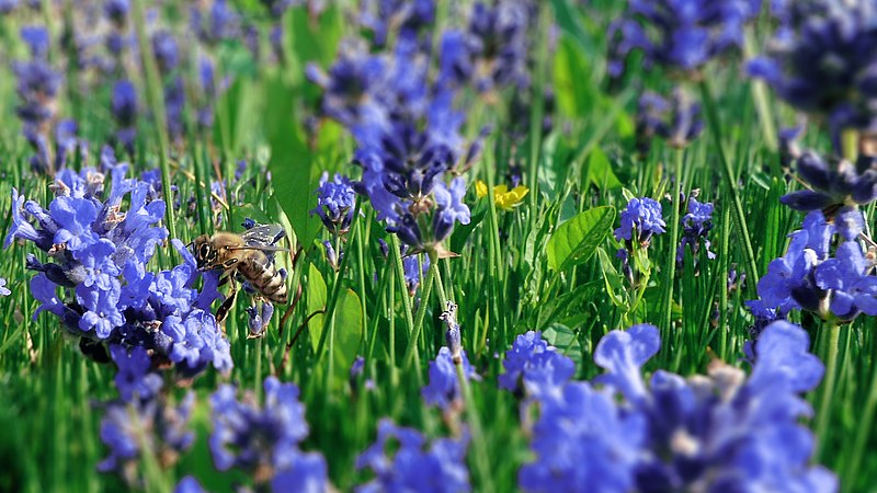 File:Lavanda - panoramio (2).jpg