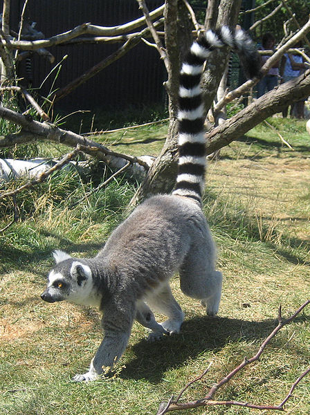 File:Lemur walking-2.jpg