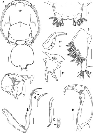 <i>Lepeophtheirus elegans</i> Species of crustacean