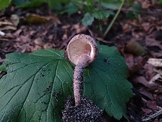 <i>Lepiota fuscovinacea</i> Species of fungus