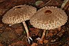 Lepiota rachodes in situ