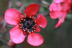 Leptospermum (Tea tree)