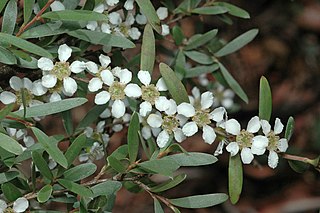 <i>Leptospermum polyanthum</i> Species of shrub