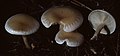 Leucocybe candicans