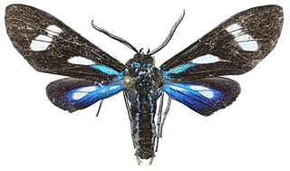 <i>Leucopleura cucadma</i> species of insect