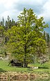 English: Oak tree at castle Rosenbichl Deutsch: Stieleiche beim Schloss Rosenbichl