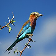 Lilac-Breasted Roller with Grasshopper on Acacia tree in Botswana (small) c.jpg