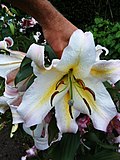 Lilium auratum var.  platynka.jpg