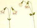 Linnaea borealis plate 67 in: C.A.M Lindman: Bilder ur Nordens Flora first edition: (1901-1905) supp. edition (1917-1926) (detail)