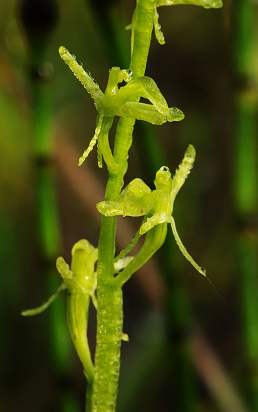 File:Liparis loeselii - Flowers 02.jpg