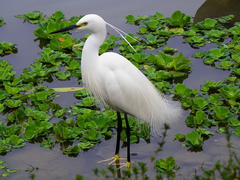 File:Little Egret in Taipei Daan Park Pool.jpg