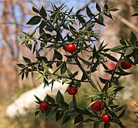 Lobodika bodeča (Ruscus aculeatus) - MO Nova Gorica (SW Slovenia).jpg