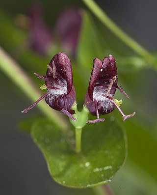 <i>Lonicera conjugialis</i> Species of honeysuckle