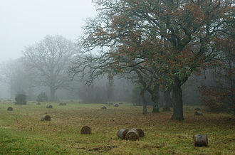 Oak forests are now very rare in Estonia and they are mostly under protection. Loode oaks in Saaremaa. Loode tammik Saaremaal.jpg