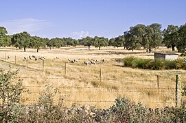 Dehesa en la comarca del Valle de los Pedroches, donde se encuentra el punto más septentrional de Andalucía.