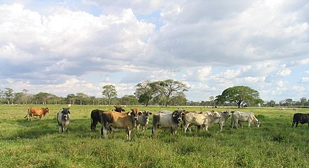 Los Llanos, Venezuela