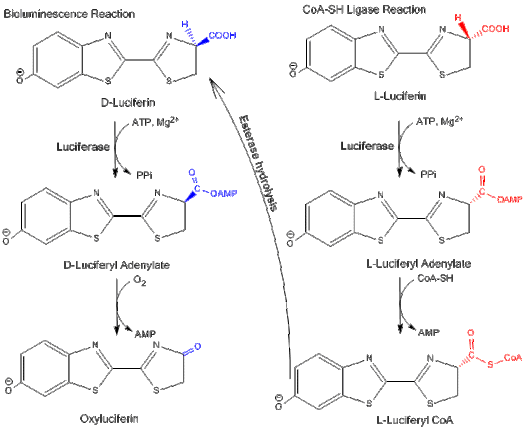 Luciferase has two modes of enzyme activity: bioluminescence activity and CoA synthetase activity. Luciferasepathways.gif