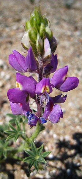 File:Lupinus arizonicus at Anza-Borrego.jpg