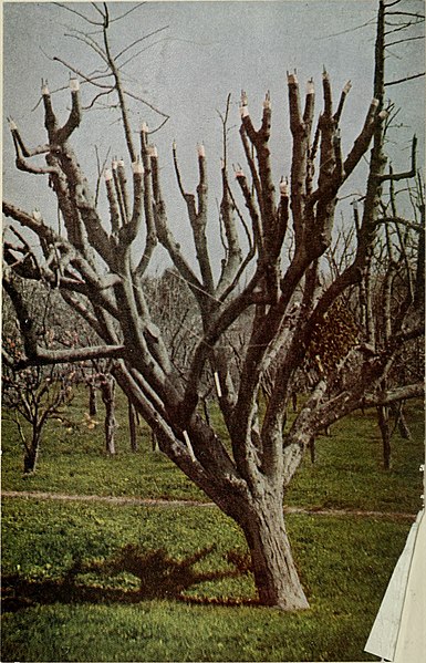 File:Luther Burbank- his methods and discoveries and their practical application. Prepared from his original field notes covering more than 100,000 experiments made during forty years devoted to plant (14785038615).jpg