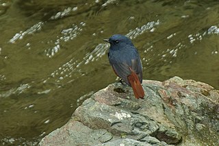 Luzon water redstart Species of bird