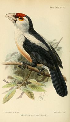 Rose-bellied bearded bird, subspecies Lybius minor macclounii