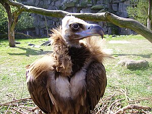 Mönchsgeier Tierpark Berlin 2009.jpg