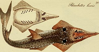 <span class="mw-page-title-main">Smoothnose wedgefish</span> Species of cartilaginous fish