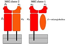 Schematic view of MHC class I and MHC class II molecules MHC classe 1 i 2.jpg