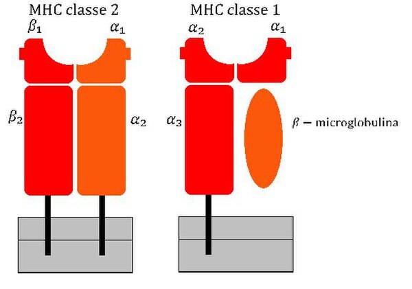 Schematic view of MHC class I and MHC class II molecules