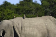 Bufaghe sul dorso di un rinoceronte