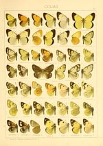 Thumbnail for List of butterflies of China (Pieridae)