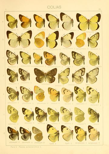 Colias sifanica