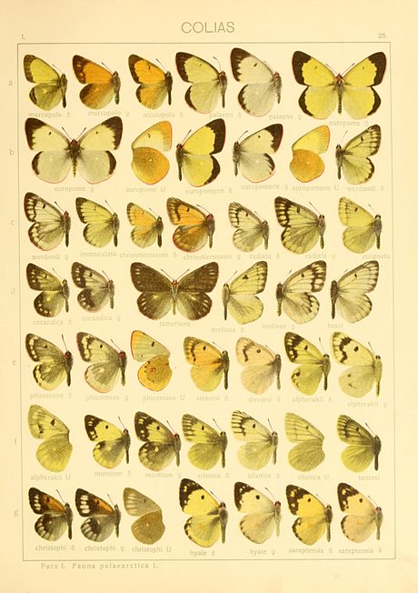 Palearctic Colias in Adalbert Seitz's Die Grossschmetterlinge der Erde (1900-1909) Macrolepidoptera01seitz 0057.jpg