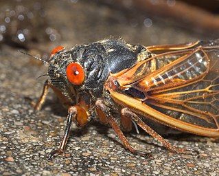 Taphurini Tribe of true bugs